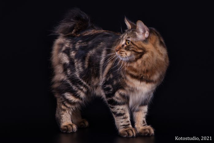 Favorite Imperial Tails*RU
