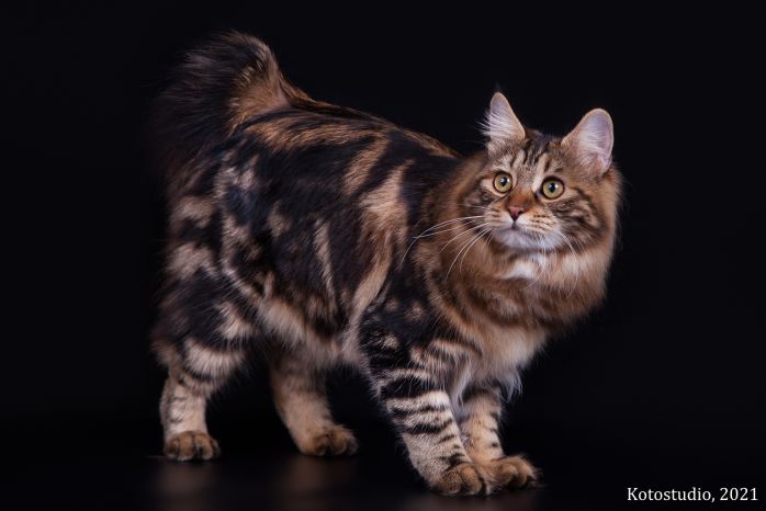 Fortuna Imperial Tails*RU