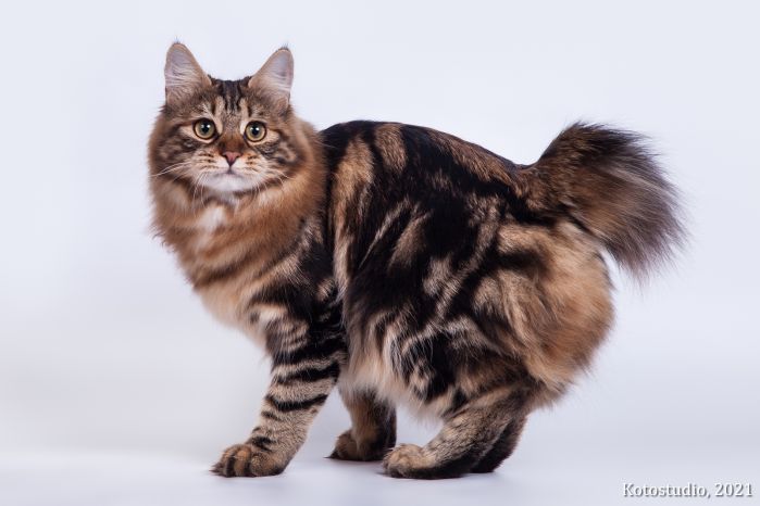 Fortuna Imperial Tails*RU