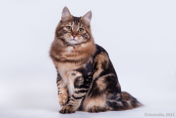 Fortuna Imperial Tails*RU