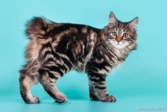 Gr. Int. Ch. Karmen Weird Tail