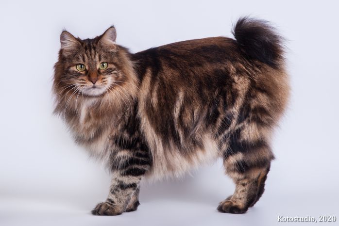 Gr. Int. Ch. Karmen Weird Tail