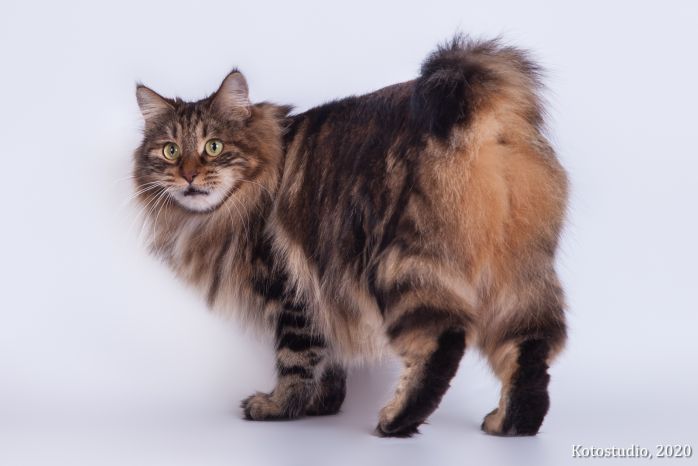 Gr. Int. Ch. Karmen Weird Tail