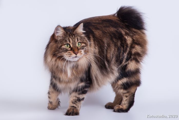 Gr. Int. Ch. Karmen Weird Tail