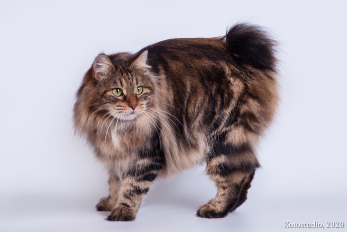 Gr. Int. Ch. Karmen Weird Tail