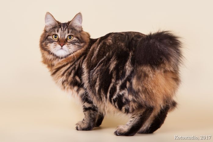Gr. Int. Ch. Karmen Weird Tail