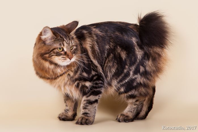 Gr. Int. Ch. Karmen Weird Tail