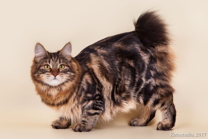 Gr. Int. Ch. Karmen Weird Tail