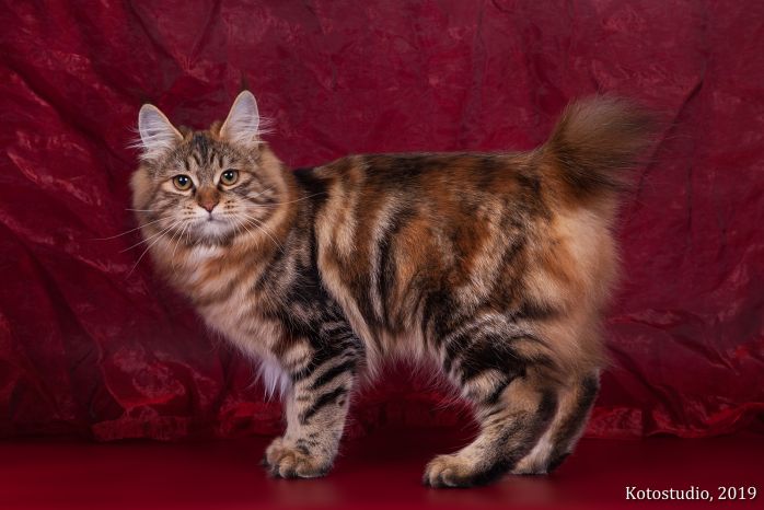 Laima Weird Tail