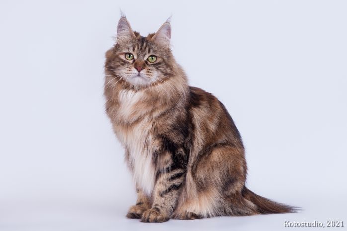 Laima Weird Tail