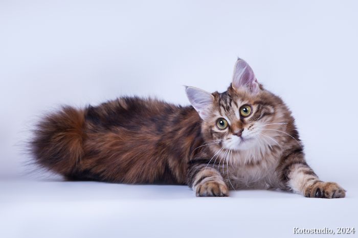 Jeneva IMPERIAL TAILS