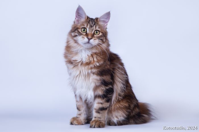 Jeneva IMPERIAL TAILS