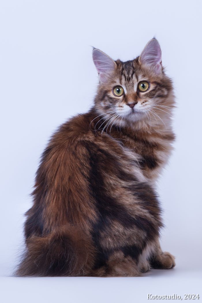 Jeneva IMPERIAL TAILS
