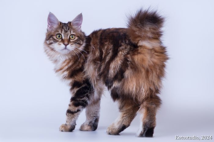 Jeneva IMPERIAL TAILS